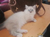 Disponible pour saillie un chat Sacré de Birmanie LOOF tabby