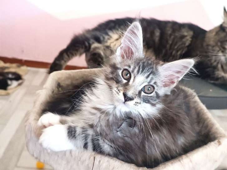 Une chatonne Maine Coon LOOF bicolore à réserver
