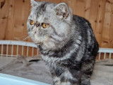 Chat adulte Exotic Shorthair LOOF de 3 ans à acheter