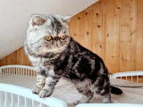 Chat adulte Exotic Shorthair LOOF de 3 ans &agrave; acheter