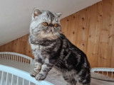 Chat adulte Exotic Shorthair LOOF de 3 ans &agrave; acheter