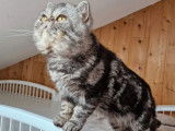 Chat adulte Exotic Shorthair LOOF de 3 ans &agrave; acheter