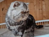 Chat adulte Exotic Shorthair LOOF de 3 ans &agrave; acheter