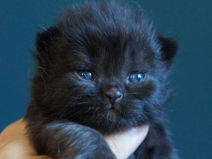 À réserver 6 chatons Selkirk Rex Longhair LOOF