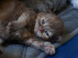 À réserver 6 chatons Selkirk Rex Longhair LOOF
