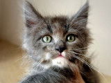 2 chatons mâles Maine Coons LOOF à réserver