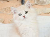 Des chatons British Longhair mâles LOOF à acheter