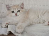 Des chatons British Longhair mâles LOOF à acheter