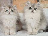 Des chatons British Longhair mâles LOOF à acheter