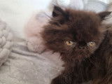 À vendre deux chatons Persan mâles LOOF