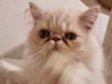 À vendre deux chatons Persan mâles LOOF