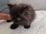 À vendre deux chatons Persan mâles LOOF
