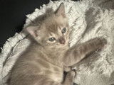 3 chatons Bengals disponibles à la réservation (LOOF)