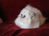 Une chatte Persan colorpoint LOOF d’un an disponible à la vente