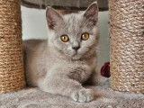 2 chatons British Shorthair mâles LOOF à réserver