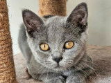 2 chatons British Shorthair mâles LOOF à réserver