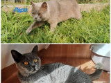 2 chatons British Shorthair mâles LOOF à réserver