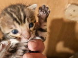 2 chatons Bengals femelles LOOF disponibles à la réservation