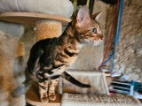 2 chatons Bengals femelles LOOF disponibles &agrave; la r&eacute;servation