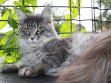 Une chatte Maine Coon LOOF d’un an blue silver tabby à acheter