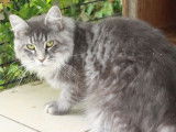 Une chatte Maine Coon LOOF d’un an blue silver tabby à acheter