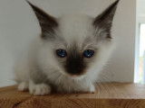 3 chatons Sacrés de Birmanie mâles disponibles à la réservation (LOOF)