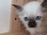 3 chatons Sacrés de Birmanie mâles disponibles à la réservation (LOOF)