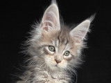 Des chatons Maine Coons à réserver LOOF