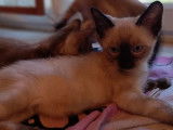 À réserver 4 chatons Bengals LOOF