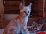 À réserver 4 chatons Bengals LOOF
