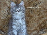 2 chatons Maine Coons mâles LOOF brown mackerel tabby à réserver