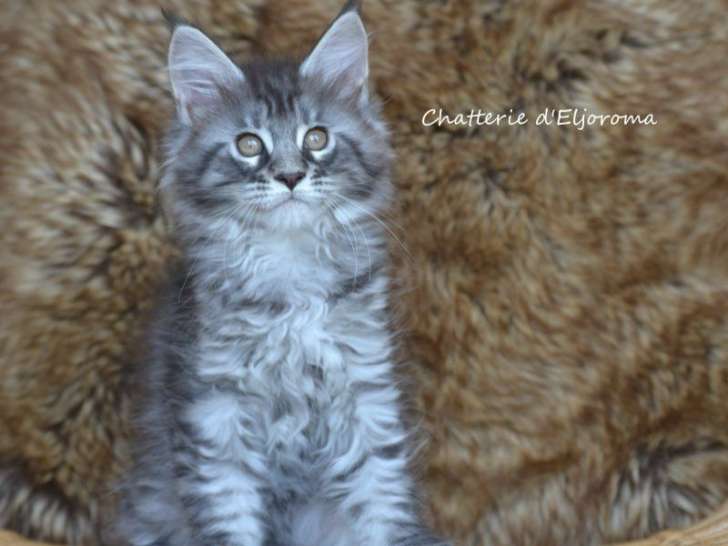 2 chatons Maine Coons mâles LOOF brown mackerel tabby à réserver