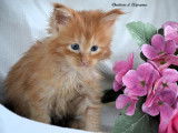 2 chatons Maine Coons femelles LOOF disponibles à la réservation