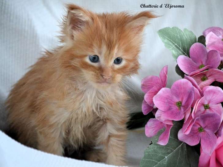 2 chatons Maine Coons femelles LOOF disponibles à la réservation