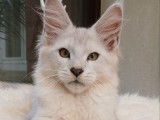 À réserver 2 chatons Maine Coons LOOF