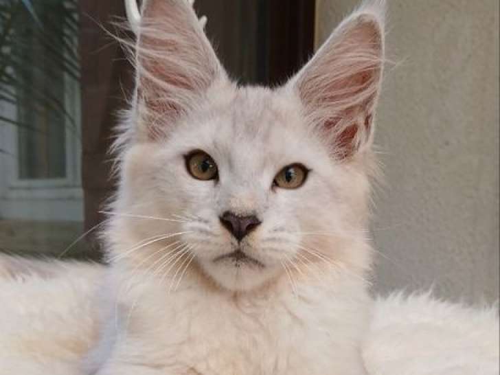 À réserver 2 chatons Maine Coons LOOF