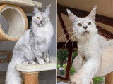 À réserver 2 chatons Maine Coons LOOF