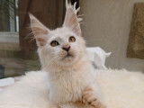 À réserver 2 chatons Maine Coons LOOF