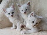 À réserver 2 chatons Maine Coons LOOF