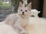 À réserver 2 chatons Maine Coons LOOF