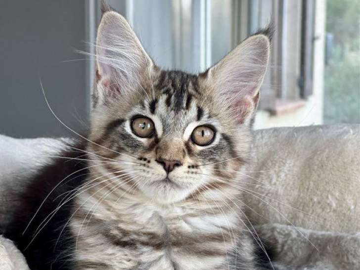 1 chatonne Maine Coon disponible à la réservation (LOOF)