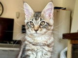 1 chatonne Maine Coon disponible à la réservation (LOOF)