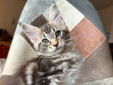 1 chatonne Maine Coon disponible à la réservation (LOOF)