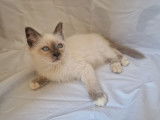 À réserver 3 chatons Sacrés de Birmanie LOOF