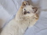 À réserver 3 chatons Sacrés de Birmanie LOOF