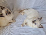 À réserver 3 chatons Sacrés de Birmanie LOOF