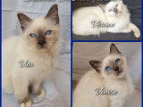 À réserver 3 chatons Sacrés de Birmanie LOOF