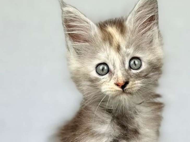 À réserver 5 chatons Maine Coons LOOF