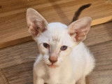 2 chatonnes Siamois LOOF disponibles à la réservation