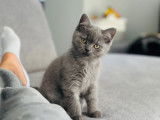 Chaton British Shorthair à vendre